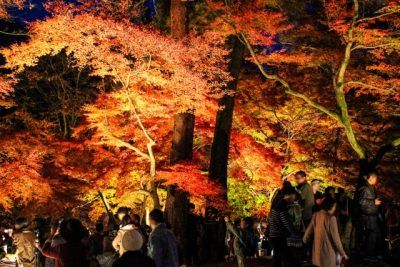 奈良公園 紅葉 見頃はいつ ライトアップの時間も一発チェック とらぐる