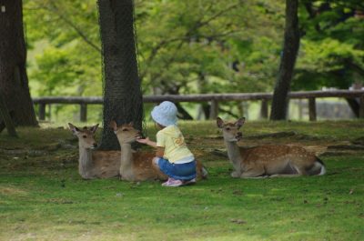 奈良公園 鹿が出没する時間は 鹿せんべいの秘密がわかる み