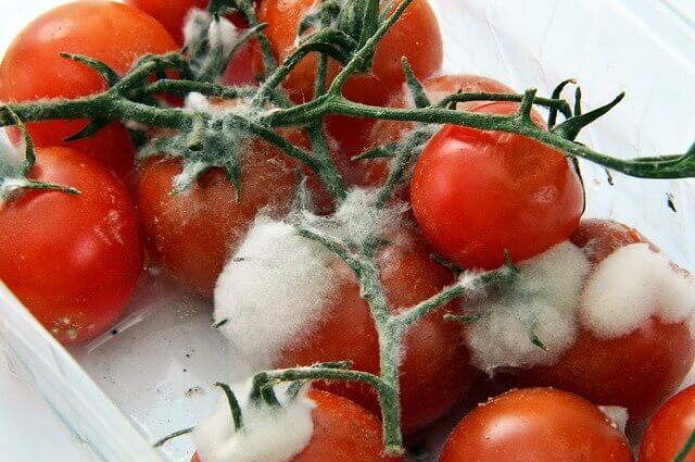 トマトの白カビ