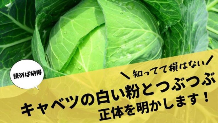 キャベツの白い粉とつぶつぶの正体とは 農薬だと勘違いしてはいけない みからもち