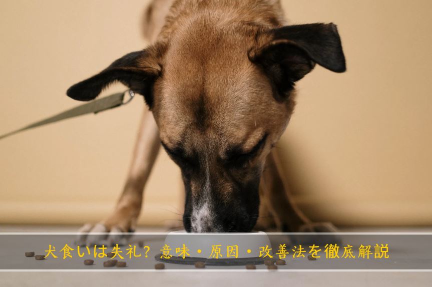 犬食い